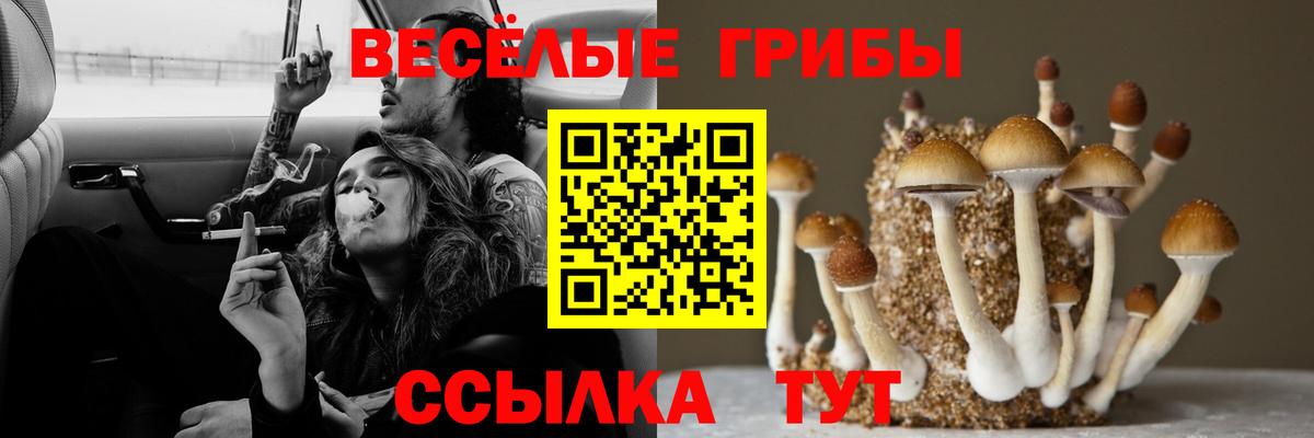 Псилоцибиновые грибы Psilocybine cubensis Серпухов